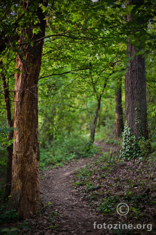 Forest path