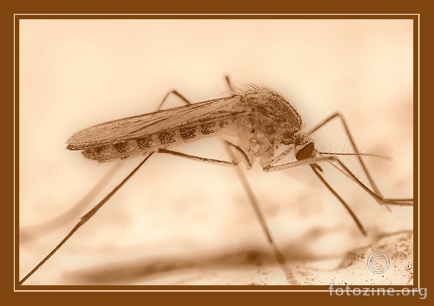 Mosquito in sephia