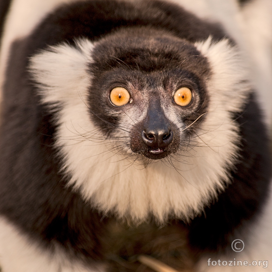 čupavouhi lemur
