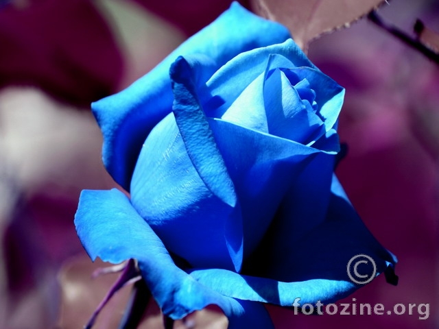 Plava ruža