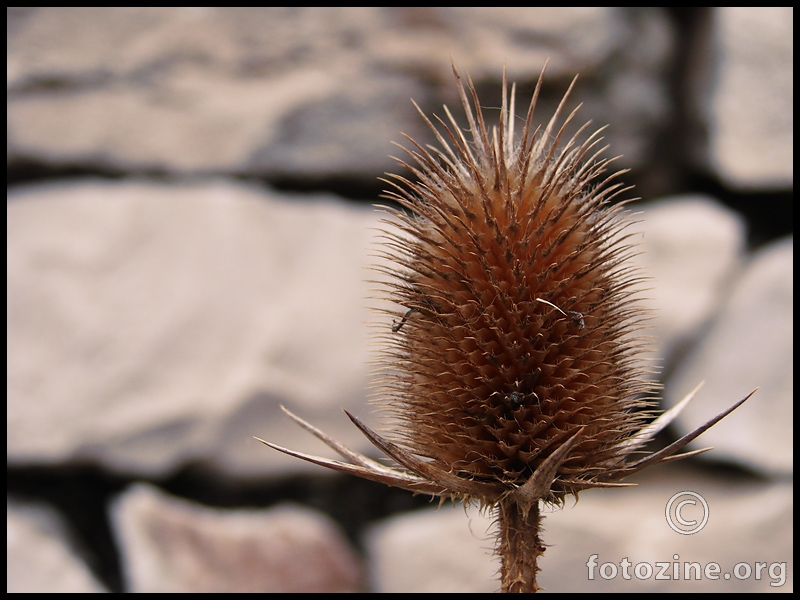 Češljugovina, Dipsacus sylvestris