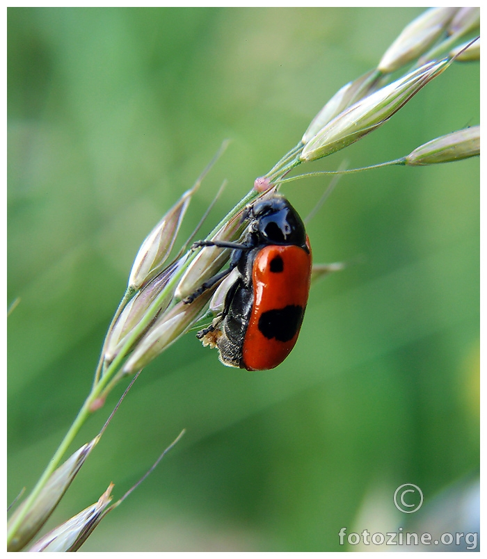 duguljasta marica