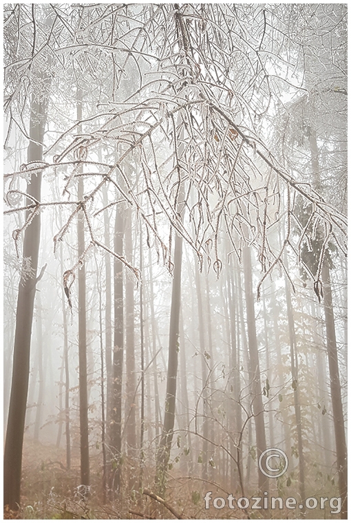 winter wonderland