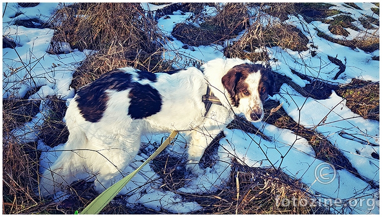tko se nije smimikrio, magarac je bio...