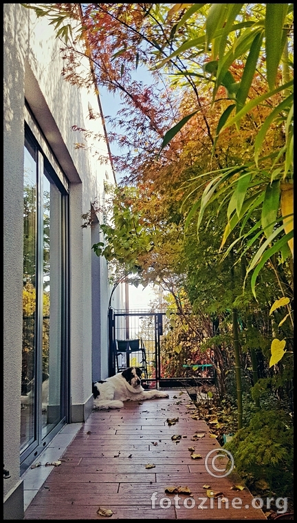 sunceko na prozorcicu