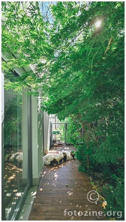 in the jungle, the mighty jungle...