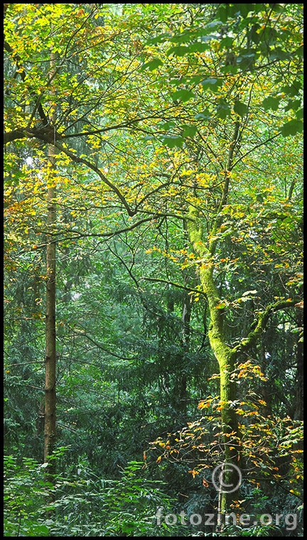 toda la vida es sueño, y los sueños, sueños son