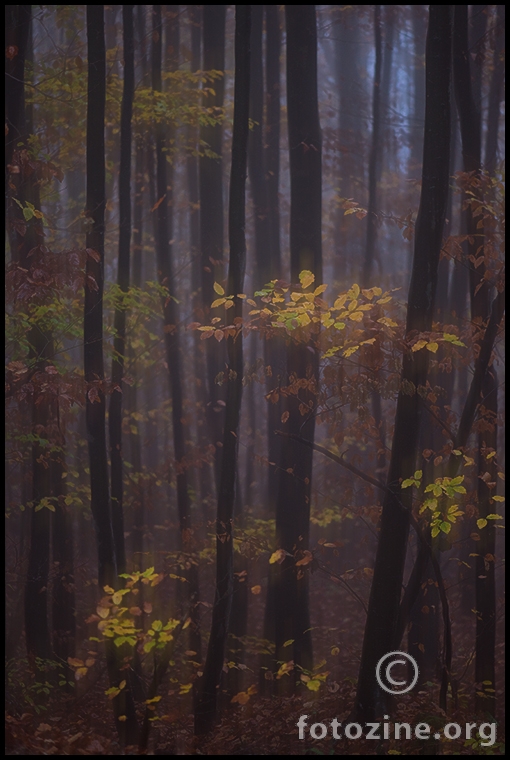 the falling leaves of red and gold