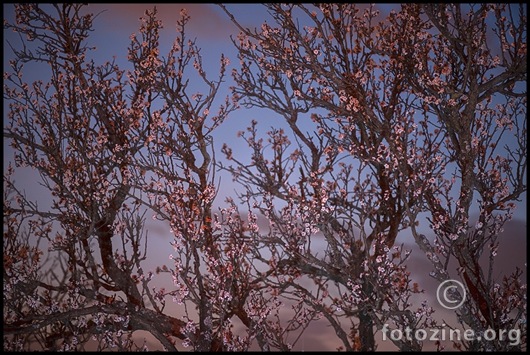 fluttering and dancing in the breeze