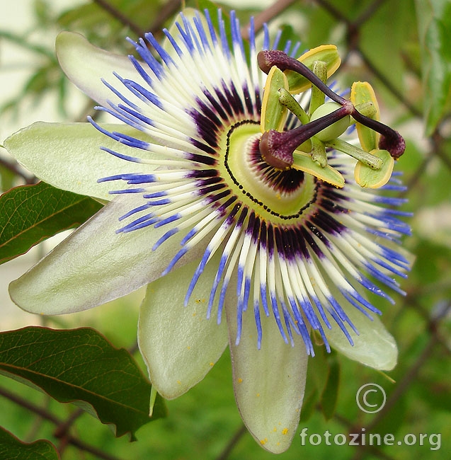 pasiflora