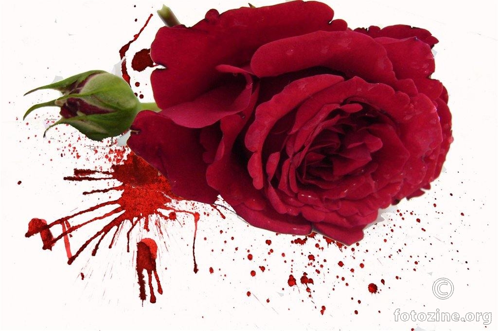 krvava ruža