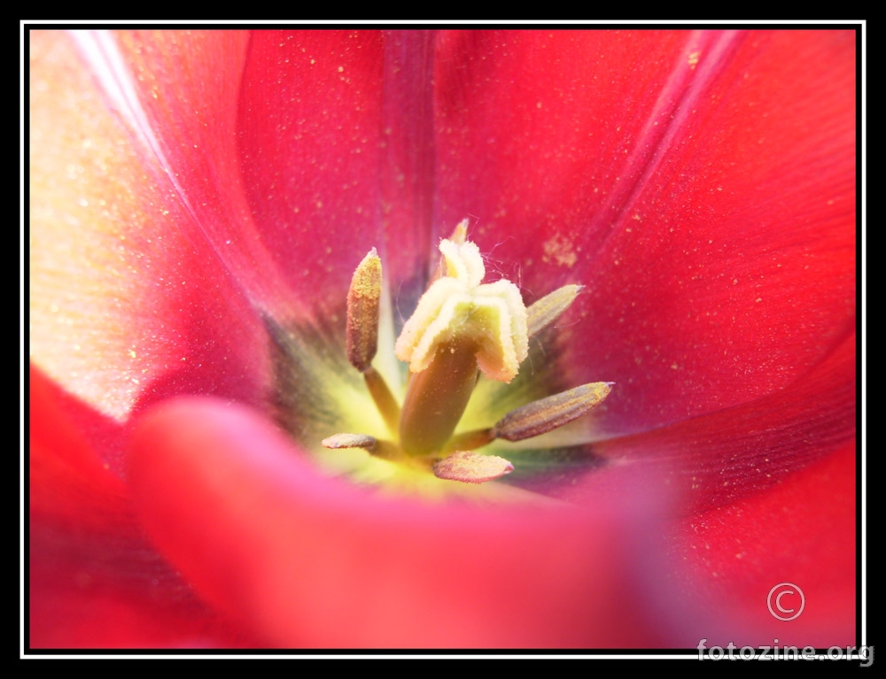tulipančić
