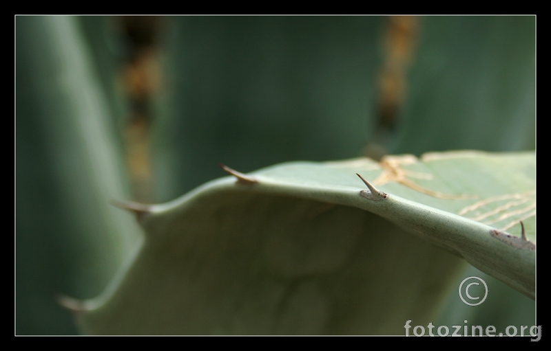 agava