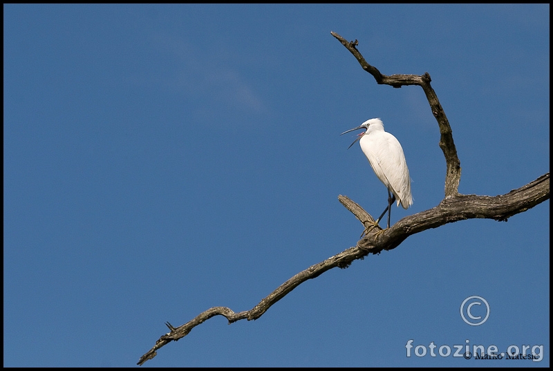 Mala bijela caplja-Egretta garzetta