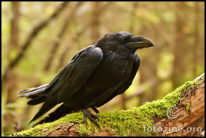 Gavran-Corvus corax