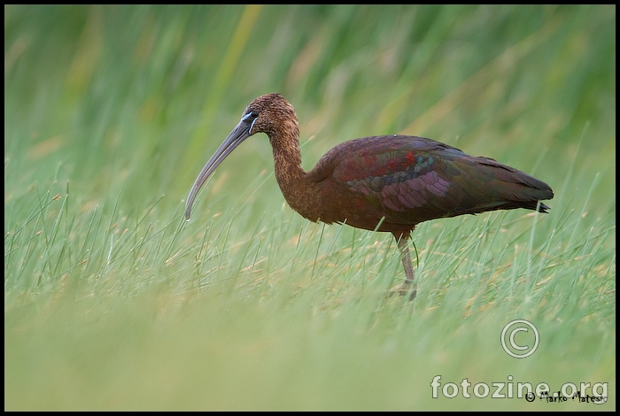 Blistavi ibis-Plegadis falcinelus