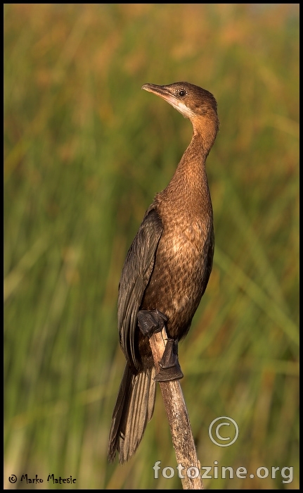 Mali vranac Phalacrocorax pygmaeus