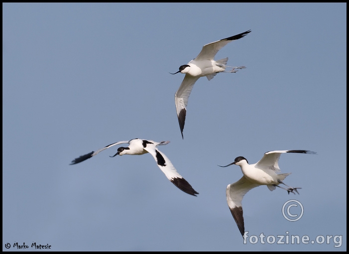 3 x Modronoga sabljarka Recurvirostra avosetta
