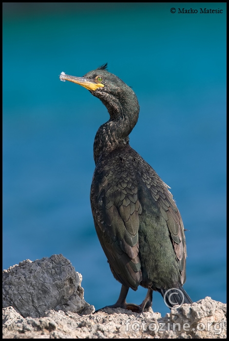 Morski vranac Phalacrocorax aristotelis