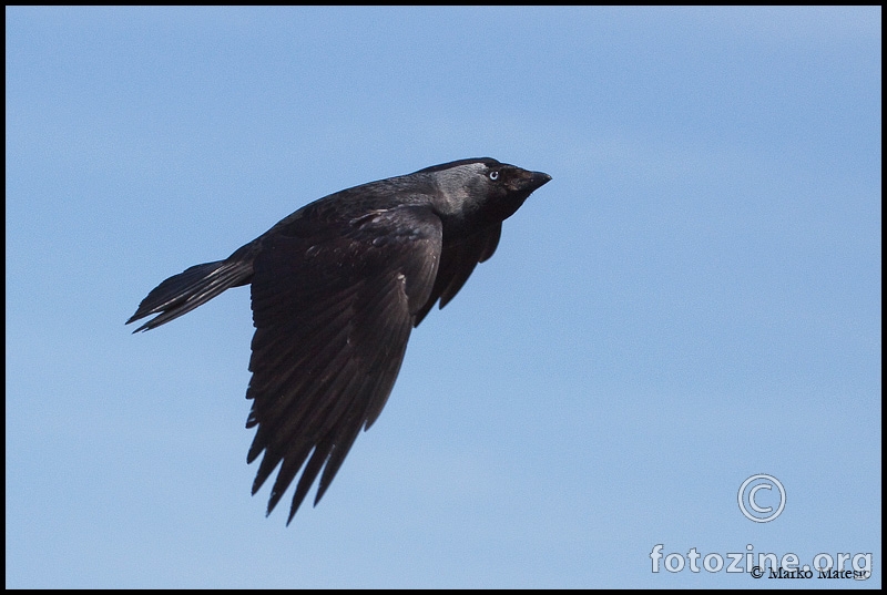 Čavka Corvus monedula