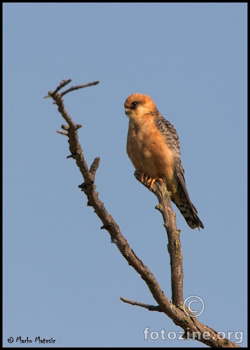 crvenonoga vjetruša (Falco vespertinus)
