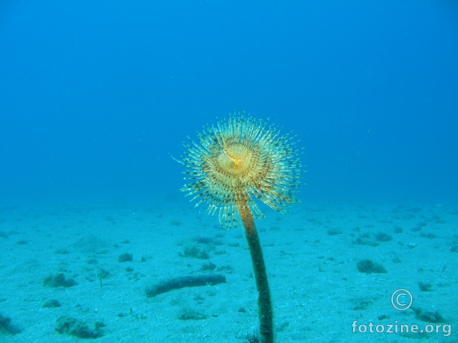 Podvodni cvijet