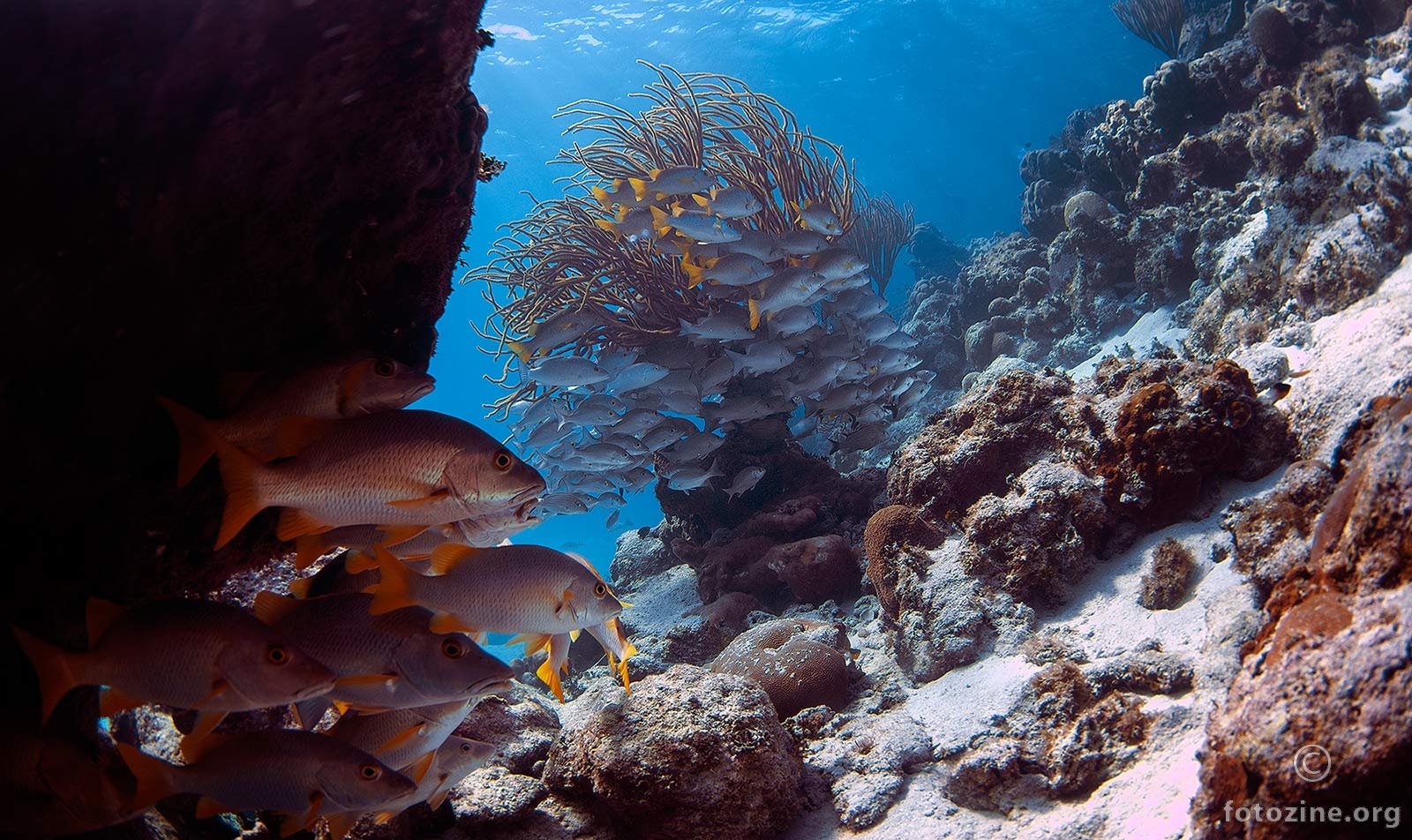 Belize reef