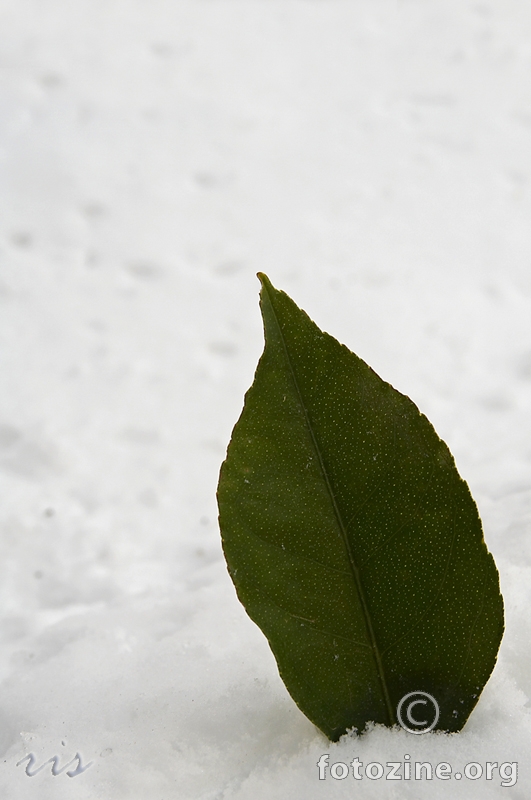 list u snijegu