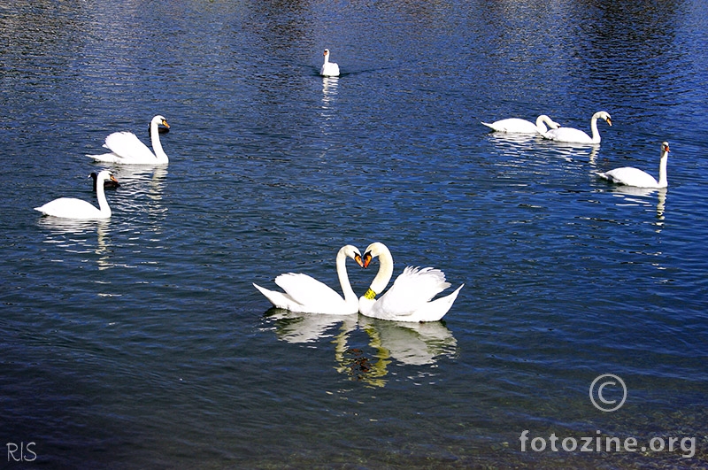 love is in the lake
