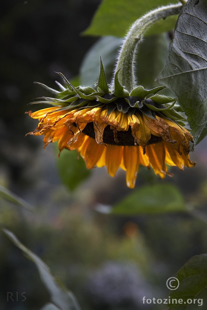 Giverny sunflower