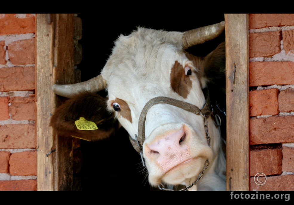 cow