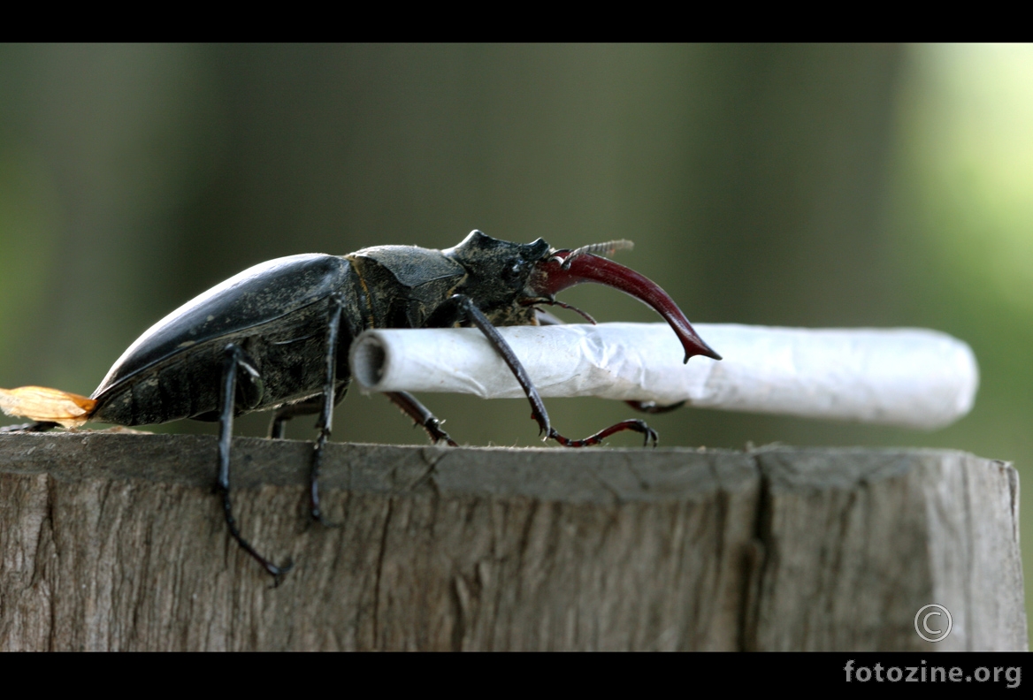 horn-bug smoke