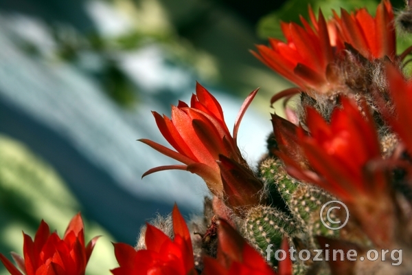 Cvijetno raspoloženje Kaktusa Jack-a