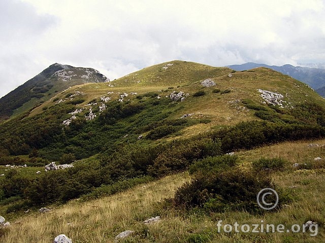 Bjelolasica po vrhu