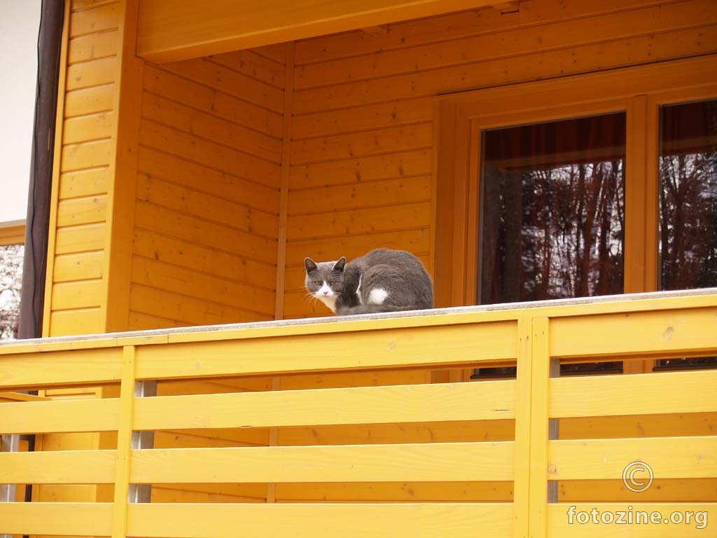 Mačak na balkonu