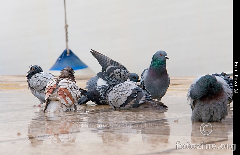 Golubi i golubice.. se kupaju na Rijeckoj rivi