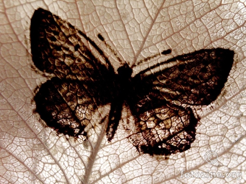 The Carbonized Butterfly'n'Leaf Kool Test