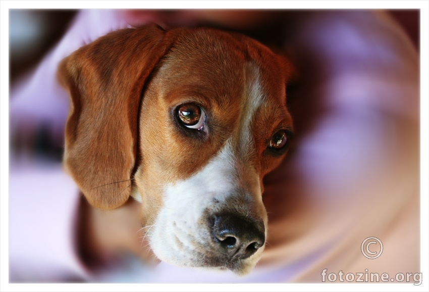 Lou, beagle