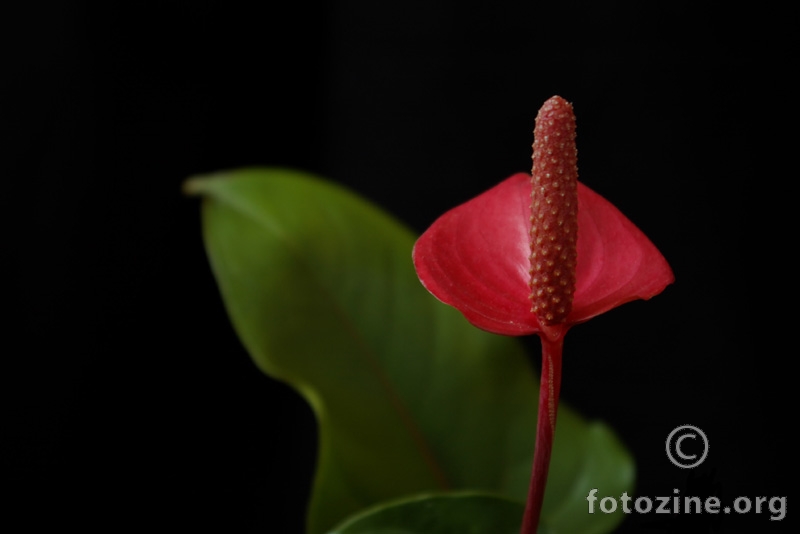 crveni cvjet1