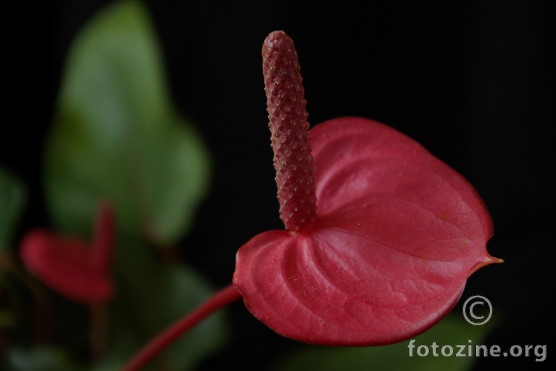 crveni cvijet 2