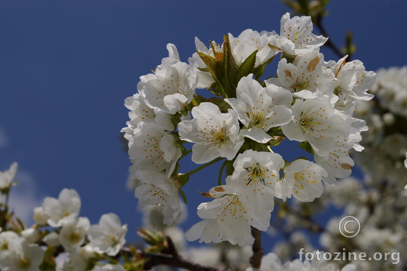 trešnjin cvijet 1
