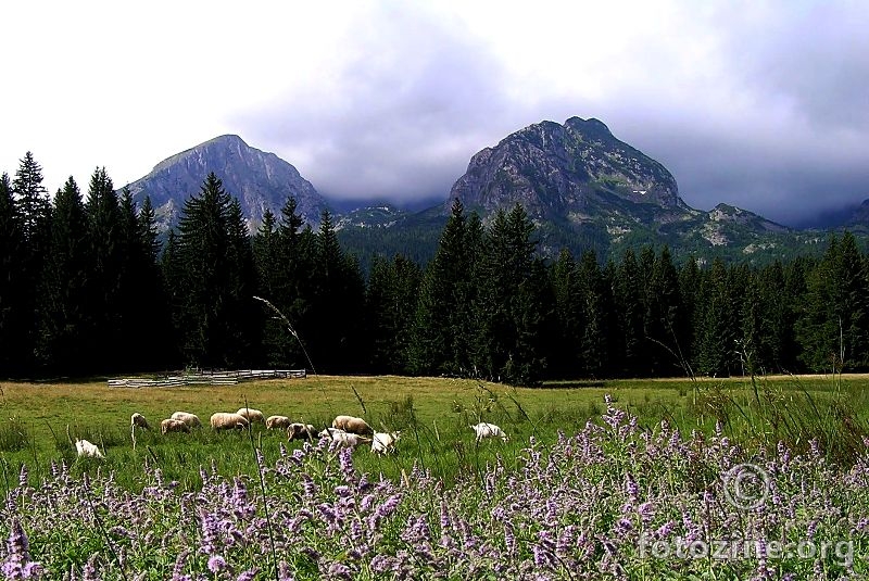 durmitor na prvu 