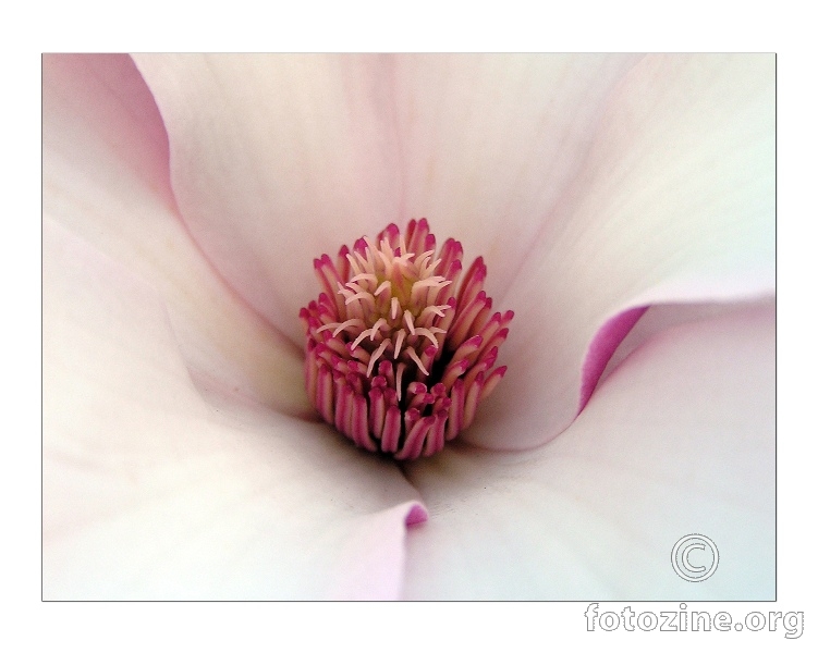 magnolija