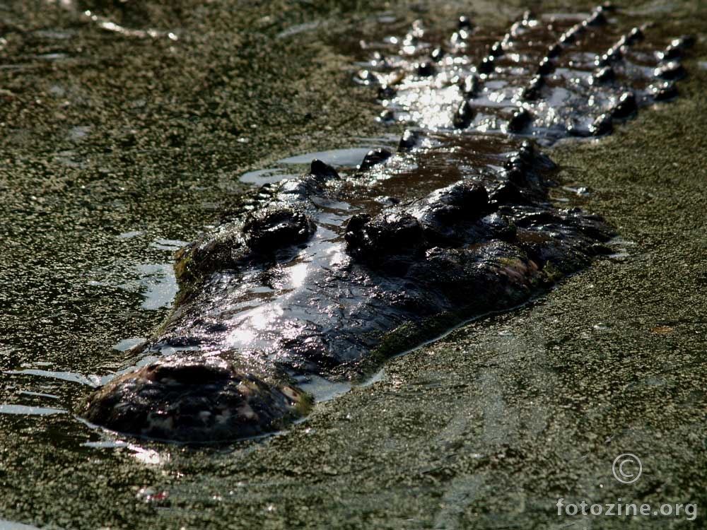 thai croc