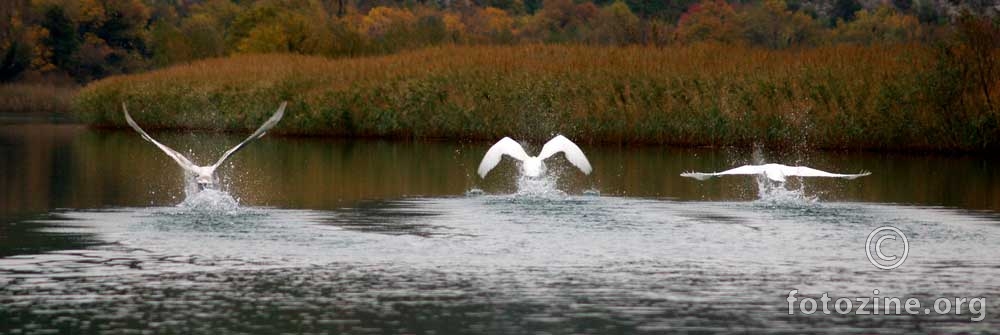 kada labudovi izadju na glasaqnje na labudjem jezeru