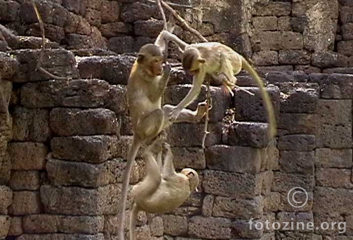 majmunska posla