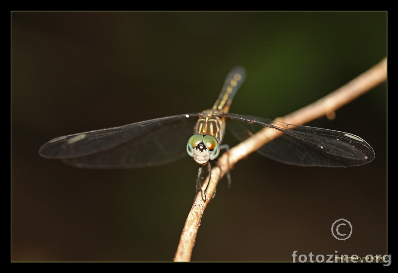 Florida dragonfly