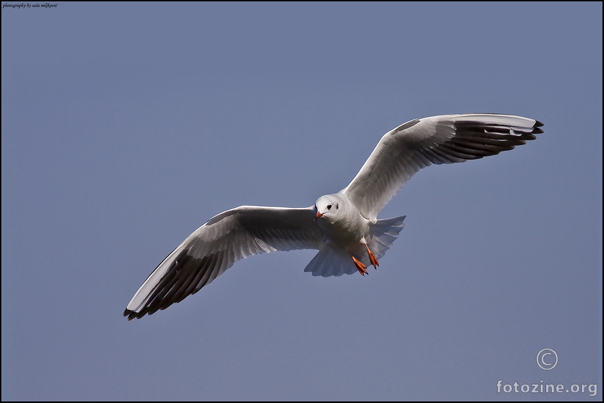 Beauty of the gull