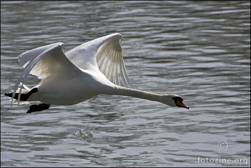 Crvenokljuni labud u letu