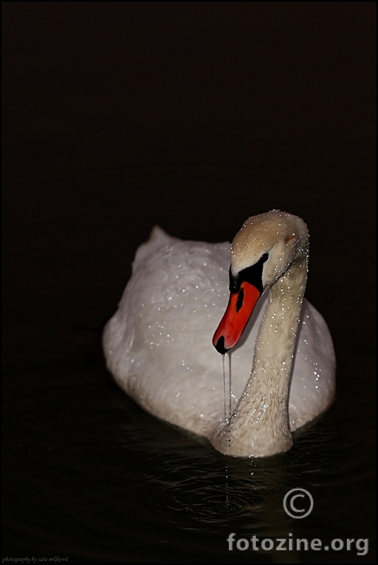 Diamond swan